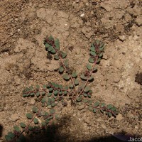 Euphorbia thymifolia L.